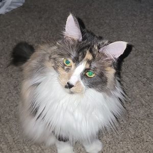 Meet your Posher, Gracy